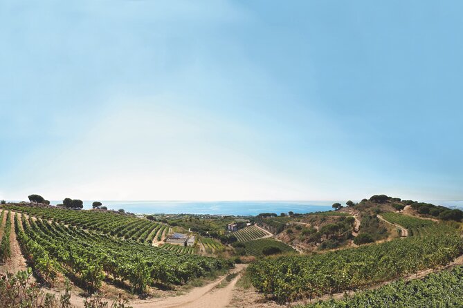 Paella Cooking Experience & Winery Tour from Barcelona - The small-group effect: why max 12 improves your day