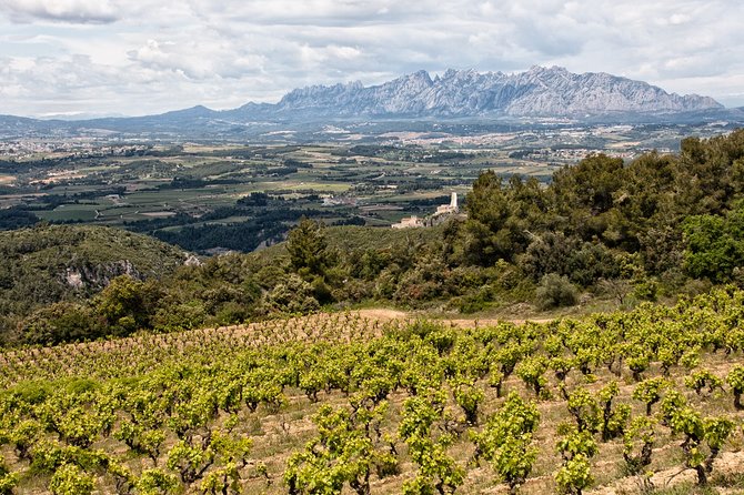 Penedes and Cava Winery Small Group Tour - The Tasting Setup: 3 Cava, Plus Tapas-Style Food Pairing