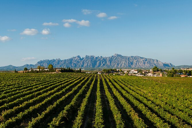 Penedes and Cava Winery Small Group Tour - Included on the Day: What You Get Without Extra Fees