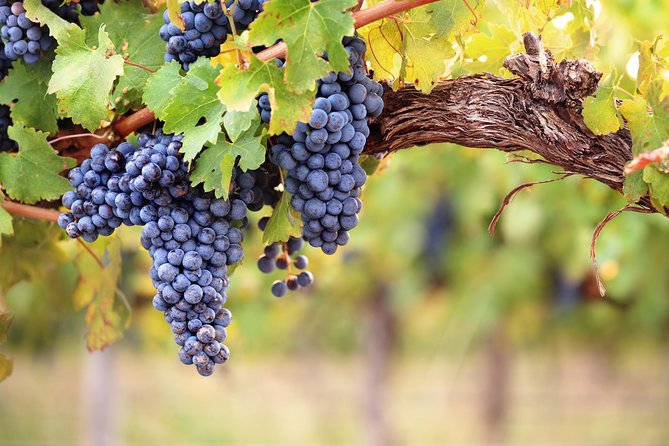 Private Montserrat Tour, Wine Taste & Local Lunch from Barcelona - Vilafranca del Penedès: family winery tasting with local grape varieties