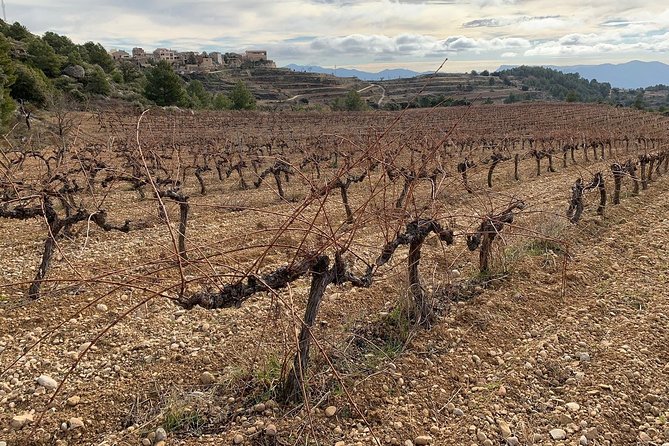 Private Priorat Tour with Wine Tastings & Lunch from Barcelona - Stop 2: Clos Figueras, Christopher Cannan, and a Real 3-Course Lunch