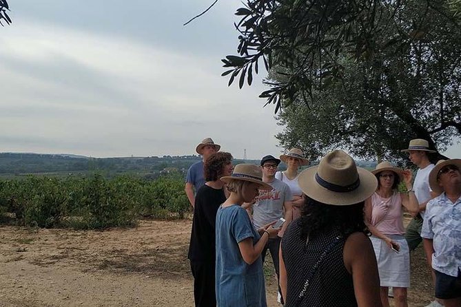 Private Wine & Cava Tasting Tour In Penedes with hotel pick up - Tasting 4 Wines with Gourmet Delicatessen-Style Snacks