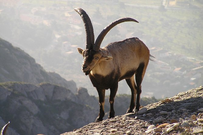 Semi-Private Montserrat Monastery, Funicular & Scenic Nature Walk - Montana de Montserrat viewpoints: why the timing matters