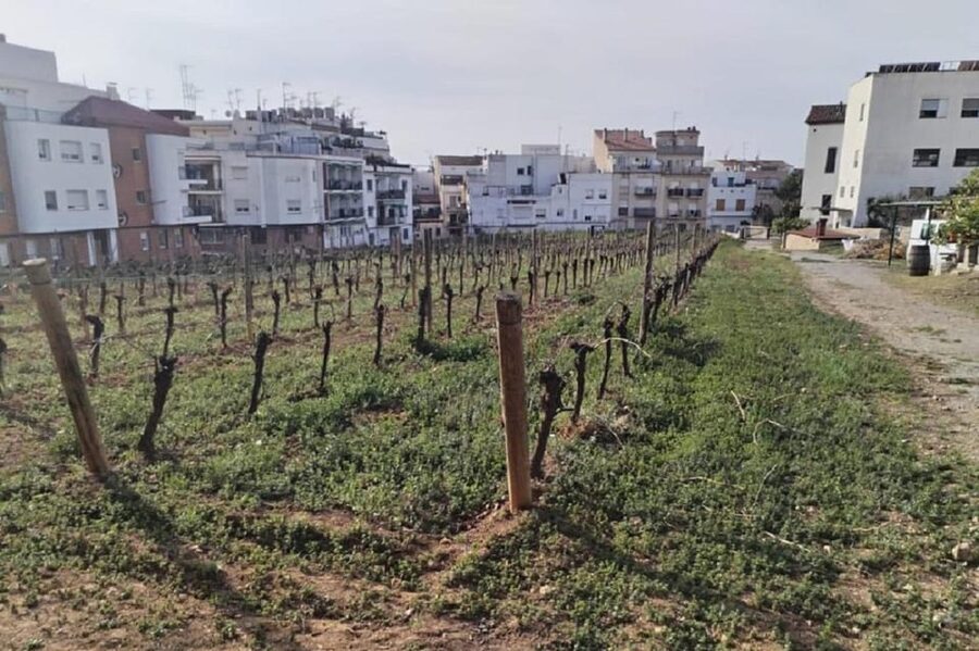 Sitges: Sailboat trip + walking tour and wine cellar tour - Underwater cellars and your Malvasia tasting