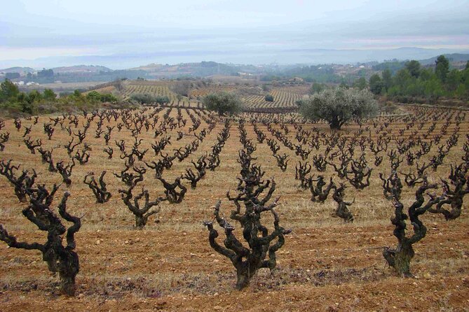 Viticulture and Wine-Tasting 3-Hour Trip from Barcelona - Stop at Bodega J. Miquel Jané: Vineyard Walk and Viticulture Basics