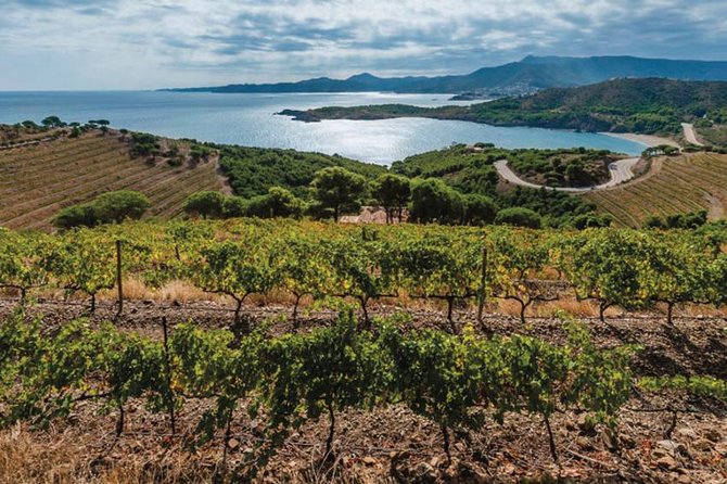 Wines Tasting and Typical Breakfast Small Group Tour from Girona - A Morning Wine Escape From Girona’s Old Streets