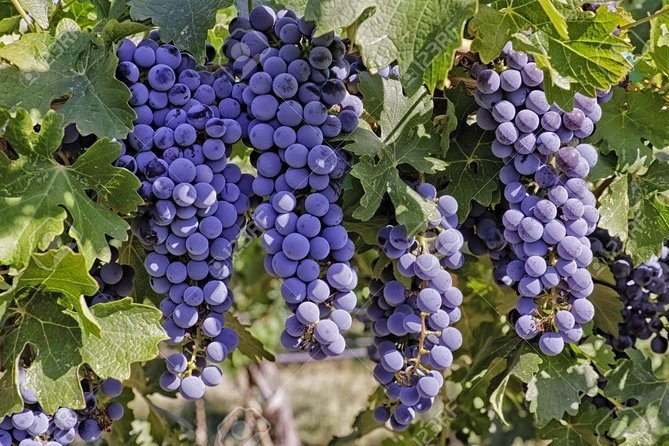 Wines Tasting and Typical Breakfast Small Group Tour from Girona - Terra Remota: A Guided Winery Visit and Wine Tasting That Feels Specific